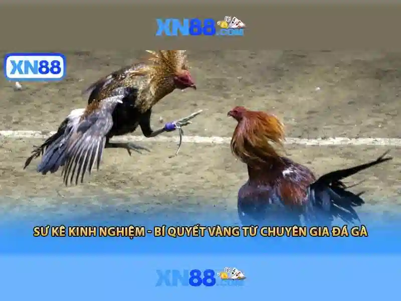 Giới thiệu về xn88 và những điều cần biết