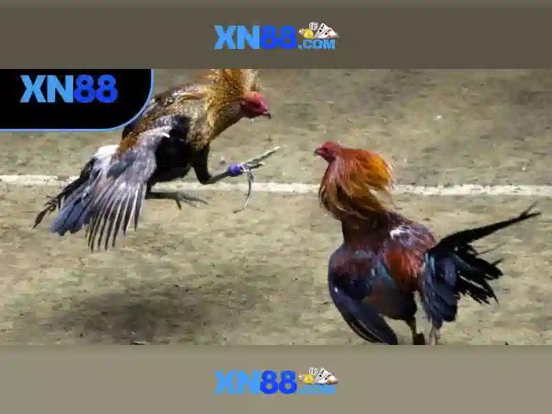 Phương thức hoạt động của xn88