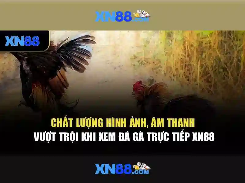 Lý do xn88 hấp dẫn