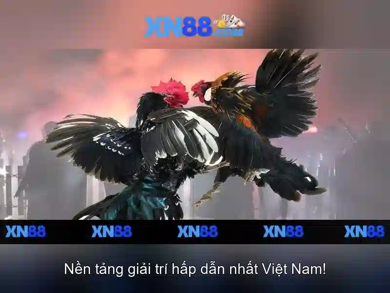 XN88 - Đánh giá và hướng dẫn sử dụng nền tảng cá cược trực tuyến