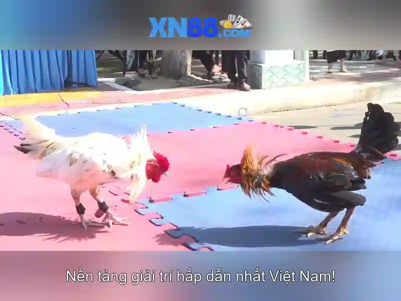 XN88: Khám phá nền tảng cá cược trực tuyến