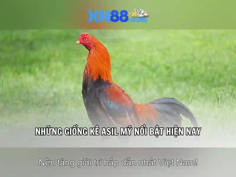 XN88: Tổng quan về nền tảng và trải nghiệm người dùng