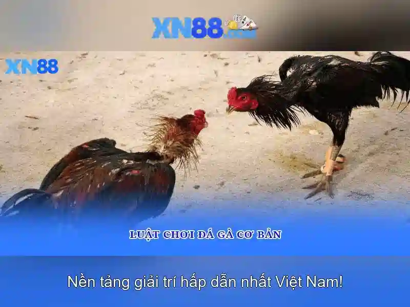 xn88: Nền tảng cược trực tuyến đáng tin cậy và tiện ích