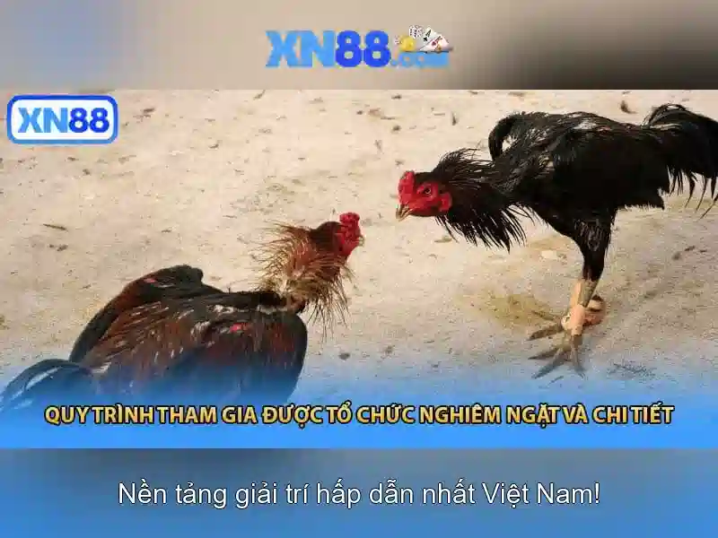 Thông tin cơ bản về Xn88