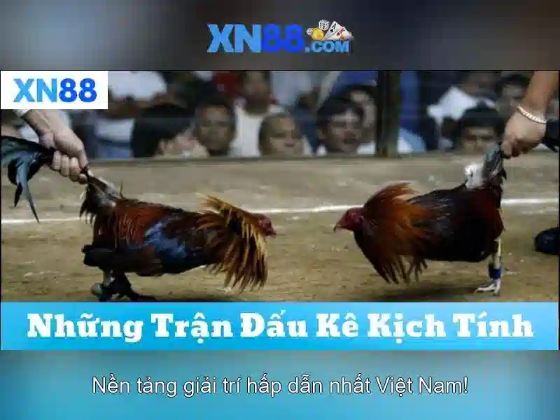 XN88: Tổng quan về nền tảng và cách hoạt động