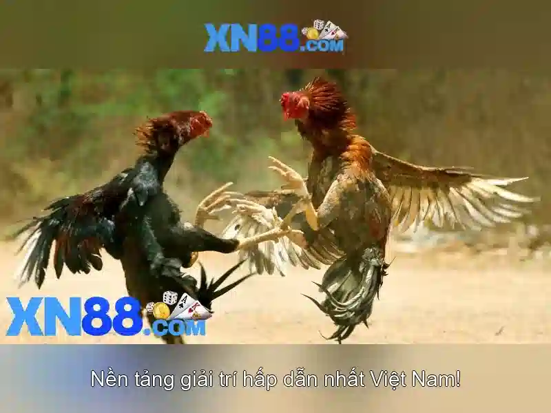 Chính sách an toàn và thanh toán
