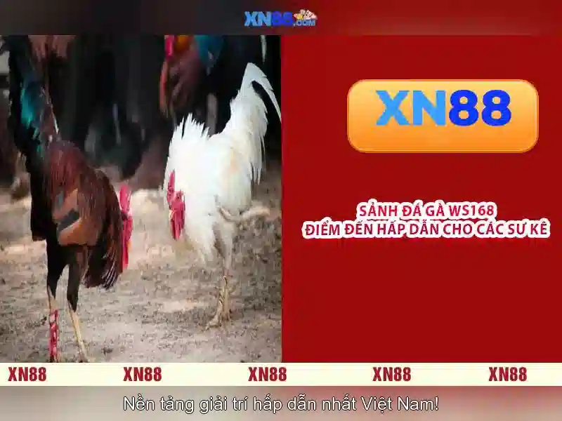 Giới thiệu về xn88