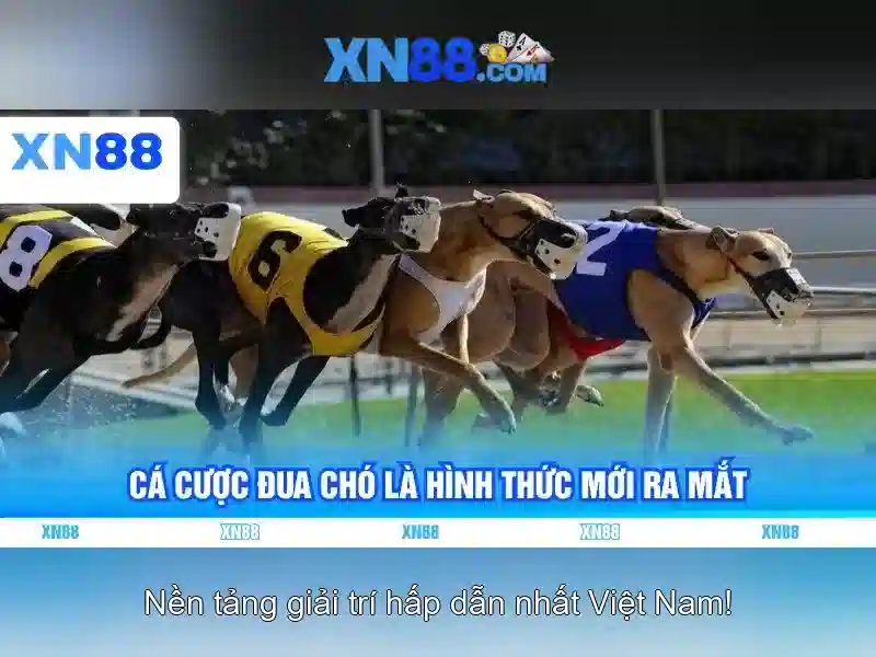 xn88: Nền tảng cược trực tuyến và những điều cần biết
